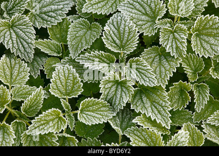 Große Brennnessel (Urtica Dioica) mit Raureif Stockfoto