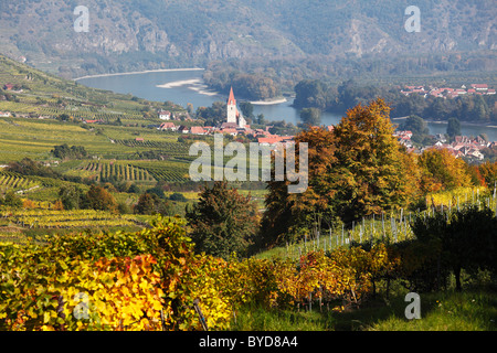 Weinberge, Weissenkirchen in der Wachau Valley, Donau, Region Waldviertel, Niederösterreich, Österreich Stockfoto