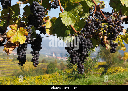 Rote Trauben am Weinstock, Weissenkirchen in der Wachau Waldviertel Region, Niederösterreich, Österreich, Europa Stockfoto