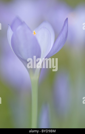 Große lila Krokus (Crocus Speciosus) Stockfoto