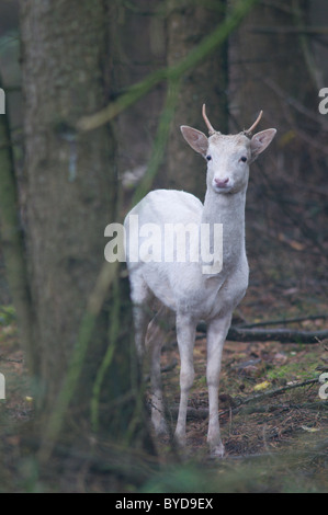 Weißer Damhirsch (Dama Dama), Lathen, Emsland, Deutschland, Europa Stockfoto