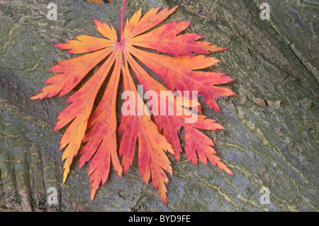 Japanischer Ahorn oder Fullmoon-Ahorn (Acer Japonicum Sorte Aconitifolium), Blatt Stockfoto