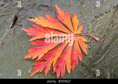 Japanischer Ahorn oder Fullmoon-Ahorn (Acer Japonicum Sorte Aconitifolium), Blatt Stockfoto