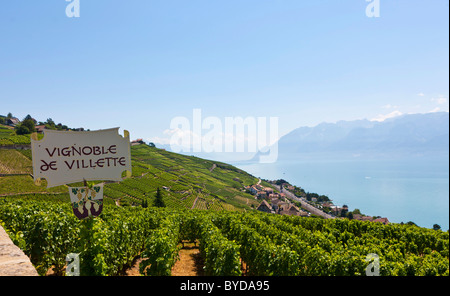 Blick über die Weinberge in Richtung Dorf Cully, Genfersee auf Rückseite, Kanton Waadt, Genfer See, Schweiz, Europa Stockfoto