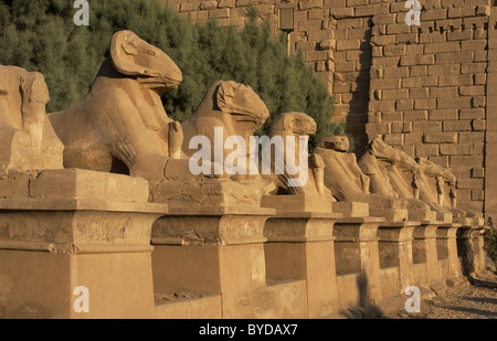 Ägyptische Kunst. Karnak-Tempel. Allee der Sphinxen mit Widderkopf. Rund um Luxor. Ägypten. Stockfoto