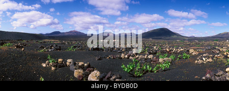 Weinbau-Trockengebieten Landwirtschaft auf Lava, Vulkanlandschaft auf Lanzarote, Kanarische Inseln, Spanien, La Geria, Europa Stockfoto