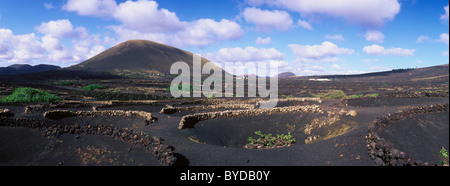 Weinbau-Trockengebieten Landwirtschaft auf Lava, Vulkanlandschaft auf Lanzarote, Kanarische Inseln, Spanien, La Geria, Europa Stockfoto
