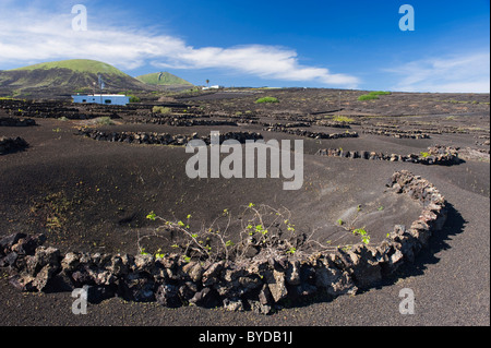 Weinbau-Trockengebieten Landwirtschaft auf Lava, Vulkanlandschaft auf Lanzarote, Kanarische Inseln, Spanien, La Geria, Europa Stockfoto