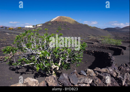 Trockengebieten Landwirtschaft auf Lava, Vulkanlandschaft auf Lanzarote, Kanarische Inseln, Spanien, La Geria, Europa Stockfoto