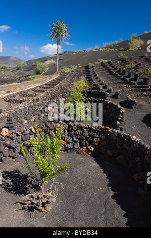 Weinbau-Trockengebieten Landwirtschaft auf Lava, Vulkanlandschaft auf Lanzarote, Kanarische Inseln, Spanien, La Geria, Europa Stockfoto