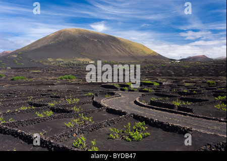 Weinbau-Trockengebieten Landwirtschaft auf Lava, Vulkanlandschaft auf Lanzarote, Kanarische Inseln, Spanien, La Geria, Europa Stockfoto