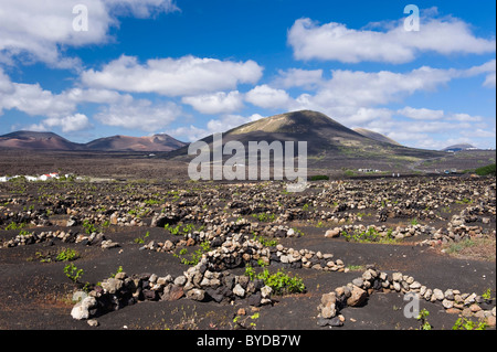 Weinbau-Trockengebieten Landwirtschaft auf Lava, Vulkanlandschaft auf Lanzarote, Kanarische Inseln, Spanien, La Geria, Europa Stockfoto