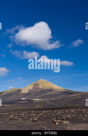 Weinbau-Trockengebieten Landwirtschaft auf Lava, Vulkanlandschaft auf Lanzarote, Kanarische Inseln, Spanien, La Geria, Europa Stockfoto