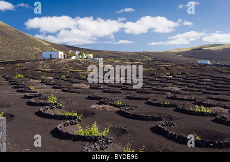 Weinbau-Trockengebieten Landwirtschaft auf Lava, Vulkanlandschaft auf Lanzarote, Kanarische Inseln, Spanien, La Geria, Europa Stockfoto