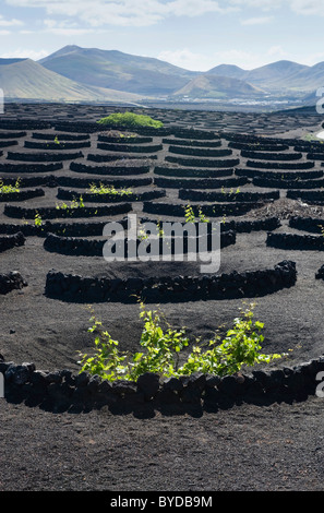 Weinbau-Trockengebieten Landwirtschaft auf Lava, Vulkanlandschaft auf Lanzarote, Kanarische Inseln, Spanien, La Geria, Europa Stockfoto