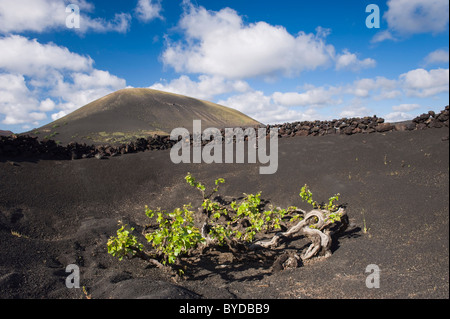 Weinbau-Trockengebieten Landwirtschaft auf Lava, Vulkanlandschaft auf Lanzarote, Kanarische Inseln, Spanien, La Geria, Europa Stockfoto