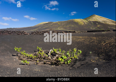 Weinbau-Trockengebieten Landwirtschaft auf Lava, Vulkanlandschaft auf Lanzarote, Kanarische Inseln, Spanien, La Geria, Europa Stockfoto