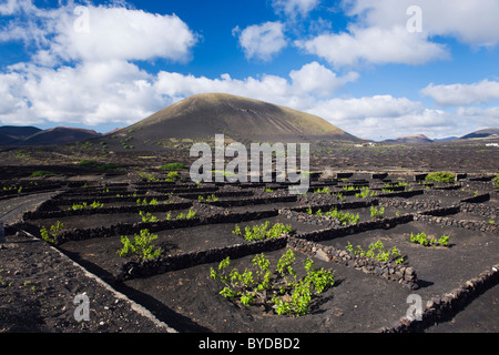 Weinbau-Trockengebieten Landwirtschaft auf Lava, Vulkanlandschaft auf Lanzarote, Kanarische Inseln, Spanien, La Geria, Europa Stockfoto