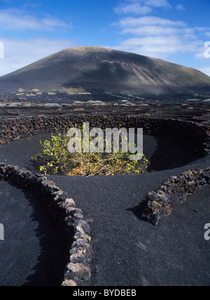 Trockengebieten Landwirtschaft auf Lava, Vulkanlandschaft auf Lanzarote, Kanarische Inseln, Spanien, La Geria, Europa Stockfoto