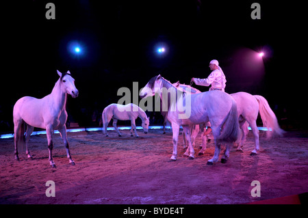 Dressurpferde, Alex Giona der Fratelli Giona mit weißen arabischen Hengste, Circus Krone, München, Bayern, Deutschland, Europa Stockfoto