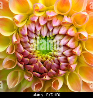 Schuss des Leiters der Blume hautnah. Stockfoto