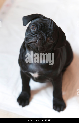 Schwarze Mops Welpen, Männlich, 3 Monate alt Stockfoto