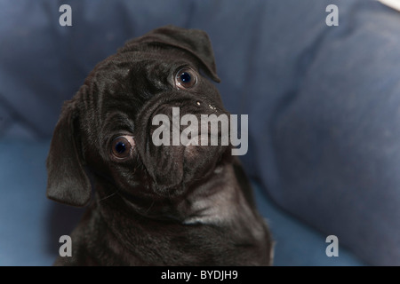 Schwarze Mops Welpen, Männlich, 3 Monate alt Stockfoto