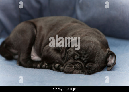 Schwarze Mops Welpen, Männlich, 3 Monate alt Stockfoto