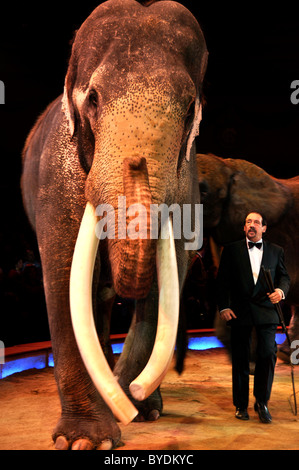 Elefant Dressur, James Puydebois, Circus Krone, München, Bayern, Deutschland, Europa Stockfoto