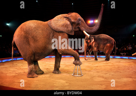 Elefant Dressur, James Puydebois, Circus Krone, München, Bayern, Deutschland, Europa Stockfoto