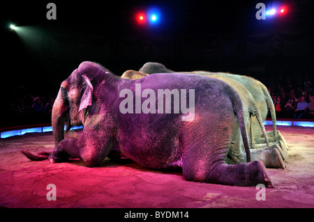 Elefant Dressur, James Puydebois, Circus Krone, München, Bayern, Deutschland, Europa Stockfoto