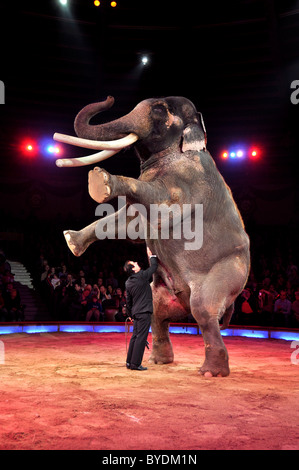 Elefant Dressur, James Puydebois, Circus Krone, München, Bayern, Deutschland, Europa Stockfoto