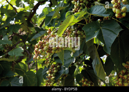 Kaiserin Baum, Prinzessin Baum oder Fingerhut Baum (Paulownia Tomentosa), Samen Stockfoto
