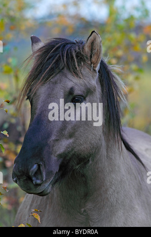 Konik-Pferd (Equus Przewalskii F. Caballus), Tarpan Nachbesamungen, portrait Stockfoto