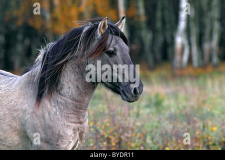 Konik-Pferd (Equus Przewalskii F. Caballus), Hengst, Tarpan Nachbesamungen, portrait Stockfoto