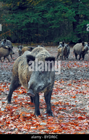 Eine Horde Wildschweine (Sus Scrofa), im Herbst Stockfoto