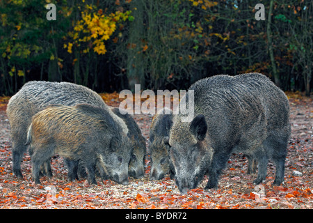 Eine Horde Wildschweine (Sus Scrofa), im Herbst Stockfoto