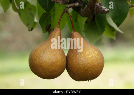 Zwei reife Birnen auf einen Birnbaum, Wachau Valley, Region Mostviertel, Niederösterreich, Österreich Stockfoto