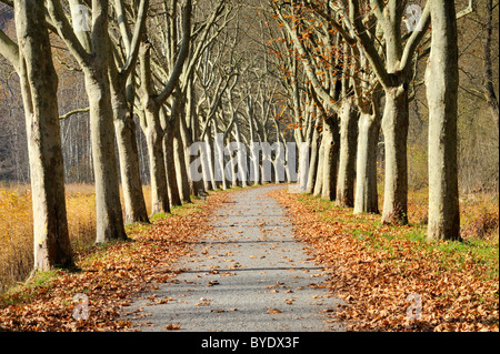 Platanen (Platanus) in einem Park im Herbst, Konstanz District, Baden-Württemberg, Deutschland, Europa Stockfoto