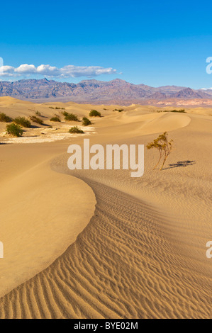 Mesquite Flats Sanddünen Grapevine Mountains von der Amargosa reichen Stovepipe Wells Death Valley Nationalpark, Kalifornien Stockfoto