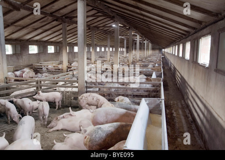 Kleinen Schweinefarm für die Zucht von Schweinen Stockfoto