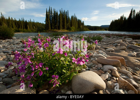 Blühenden Zwerg Weidenröschen, Fluss Schönheit Weidenröschen (Chamerion Latifolium, ehemals Epilobium Latifolium), Kiesbank Stockfoto