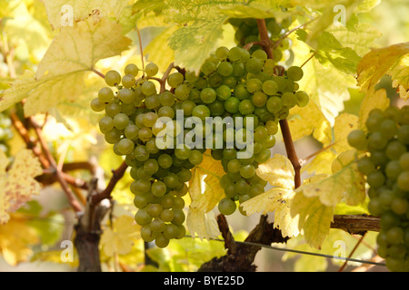 Weiße Trauben auf Reben, Wachau, Waldviertel, Wald-Viertel, Niederösterreich, Österreich Stockfoto