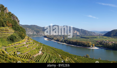 Achleiten Weinberge in der Nähe Weissenkirchen, Donau-Auen Venedigau, Wachau, Waldviertel, Wald-Viertel, Niederösterreich, Österreich Stockfoto