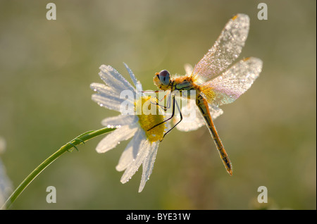 Darter (Sympetrum) auf Flower Kamille (Matricaria Recutita) Stockfoto