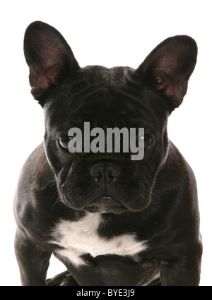 Französische Bulldogge Portraitstudio Stockfoto