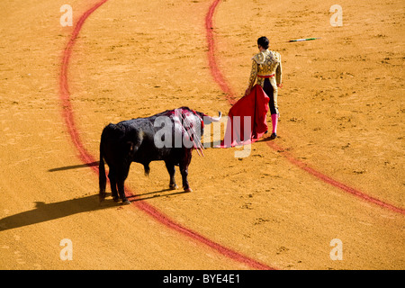 Bull Fighter / Matador / Torero / Kampf / Stierkampf in Sevilla Stierkampfarena Plaza de Toros De La Maestranza. Sevilla, Spanien. Stockfoto