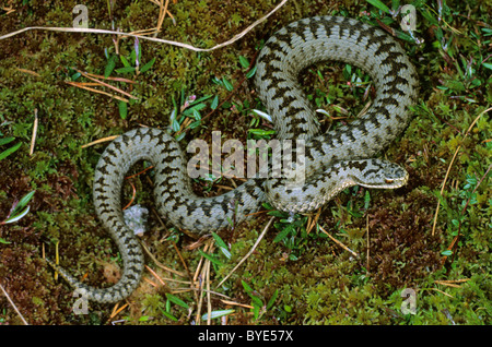 Kreuzotter (Vipera Berus), männliche nach der Mauser, im Moor Stockfoto