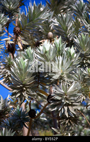 Silbernen Baum auf Lions Head - Kapstadt - Südafrika Stockfoto