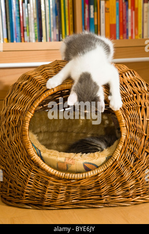 Kätzchen spielen in einem Cat-Korb Stockfoto